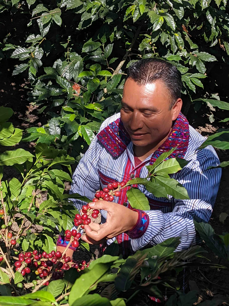 Café Pena Roja du Guatemala