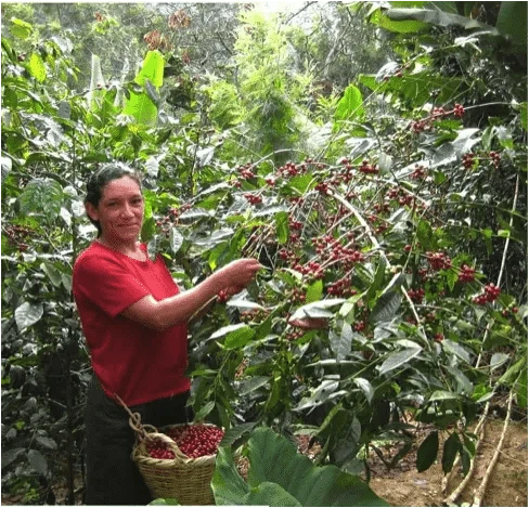 Café Cecanor du Pérou Bio
