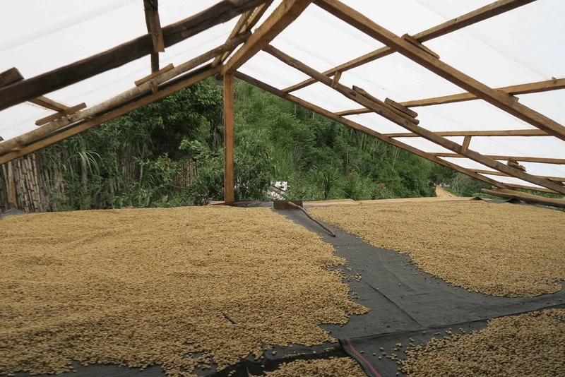 Café Cecanor du Pérou Bio