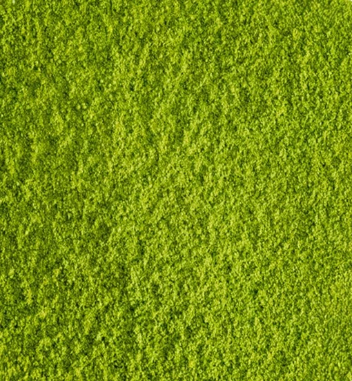 thé matcha de cérémonie "jade du japon" bio