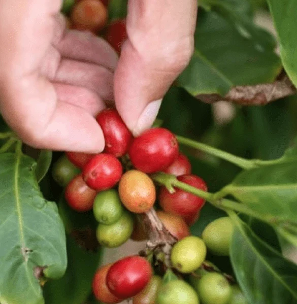 Café du Costa Rica
