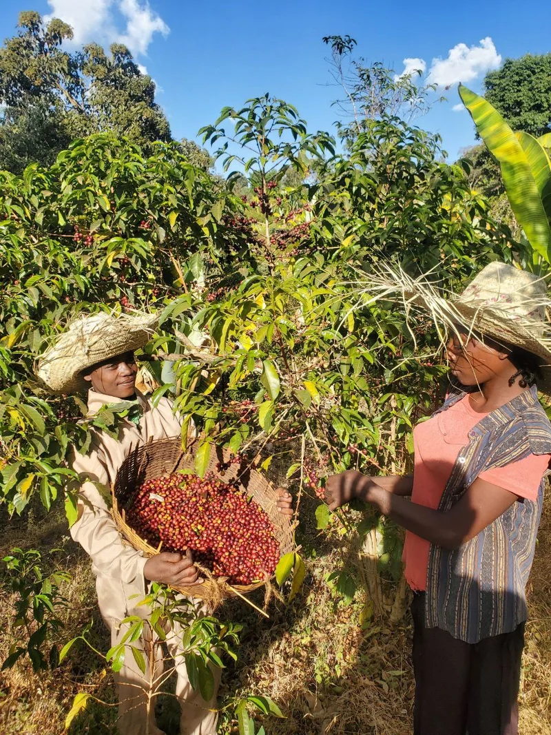 Café en grain Ethiopie Blooma - SCA 88