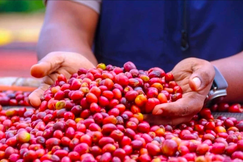 Café en grain Ethiopie Blooma - SCA 88