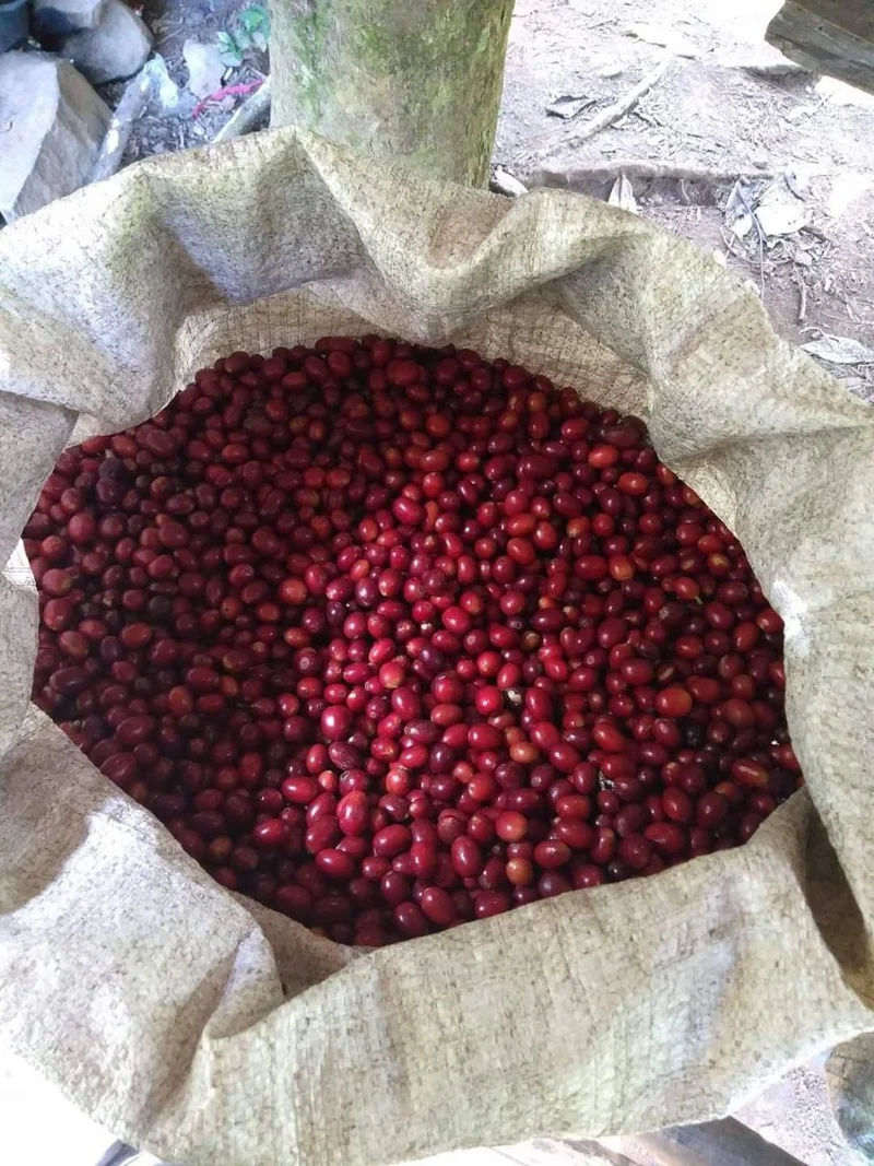 Café en grain Ethiopie Blooma - SCA 88