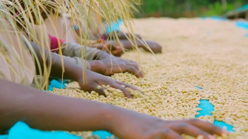 Café en grain Ethiopie Blooma - SCA 88
