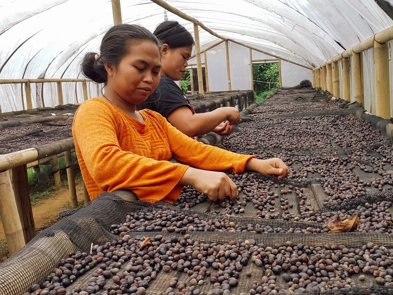 Café en grain Indonesie Sunda - SCA 84.5