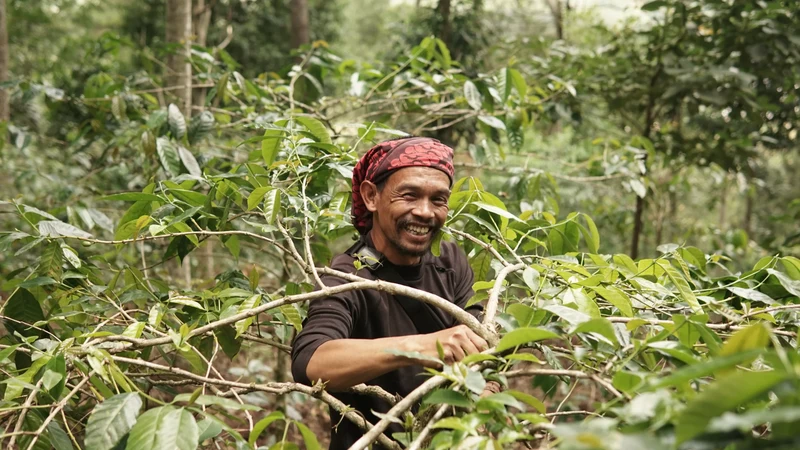 Café en grain Indonesie Sunda - SCA 84.5