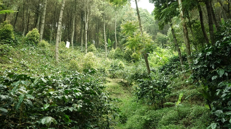 Café en grain Indonesie Sunda - SCA 84.5
