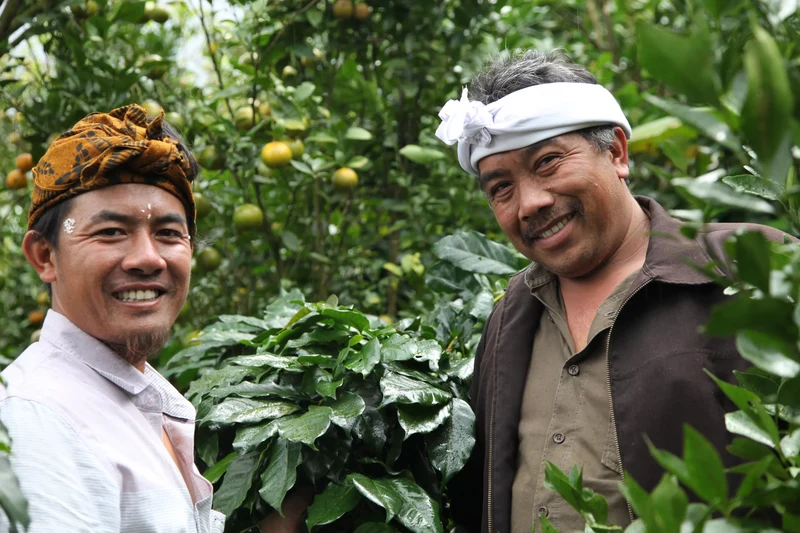 Café en grain Indonesie Sunda - SCA 84.5