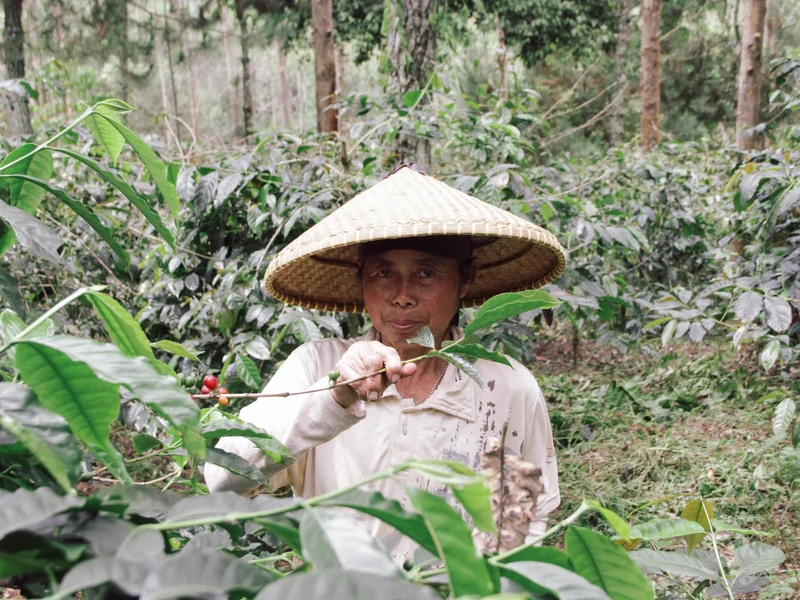 Café en grain Indonesie Sunda - SCA 84.5
