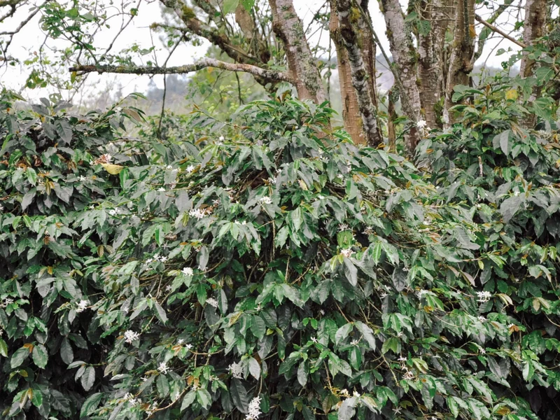 Café en grain Indonesie Sunda - SCA 84.5