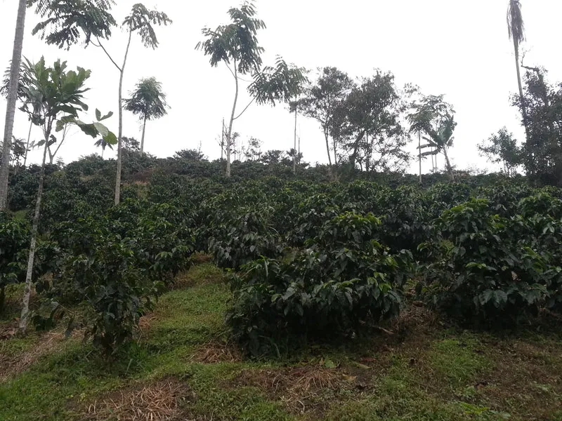 Café en grain Costa Rica La Bandera - SCA 86.5