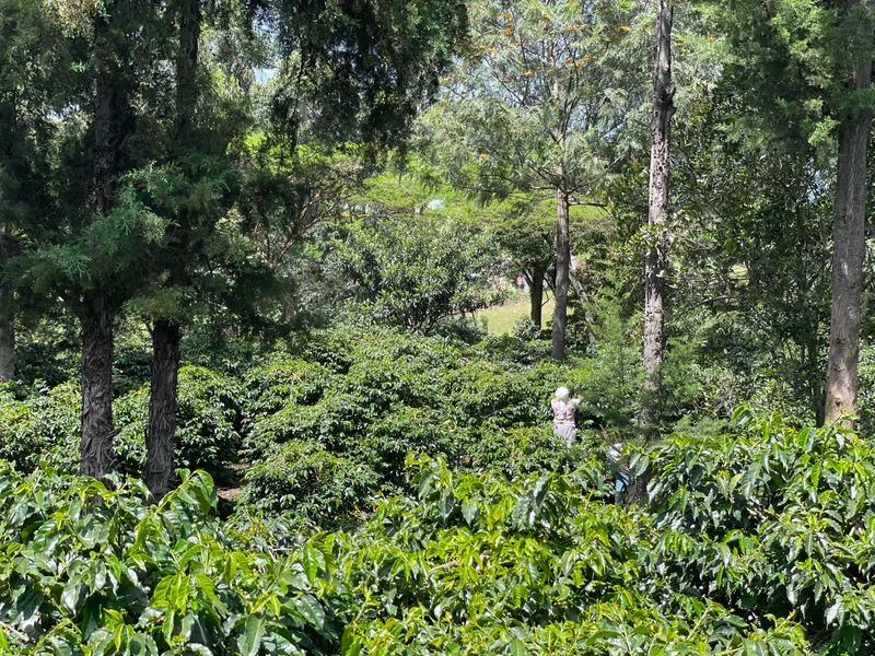 Café en grain Kenya Bahati Blue - SCA 85