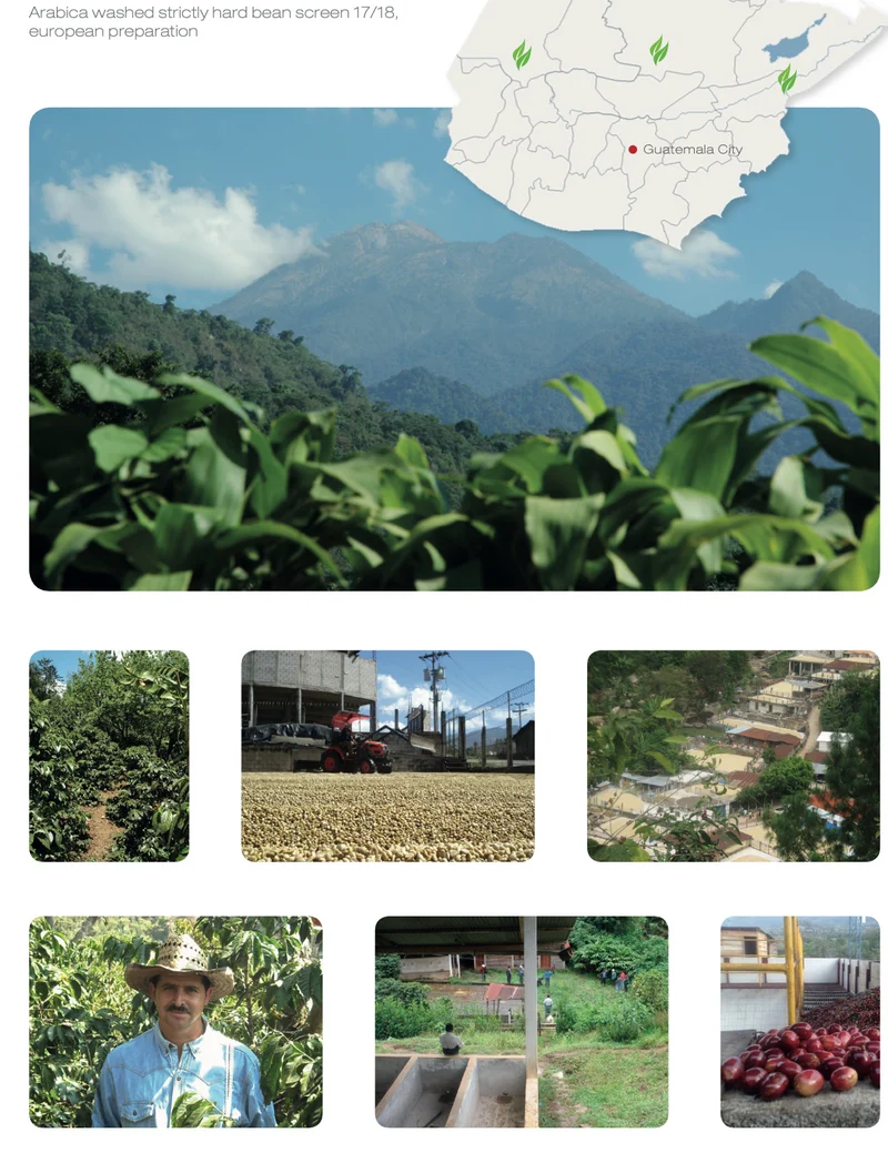 Café en grain Guatemala Alta Terra