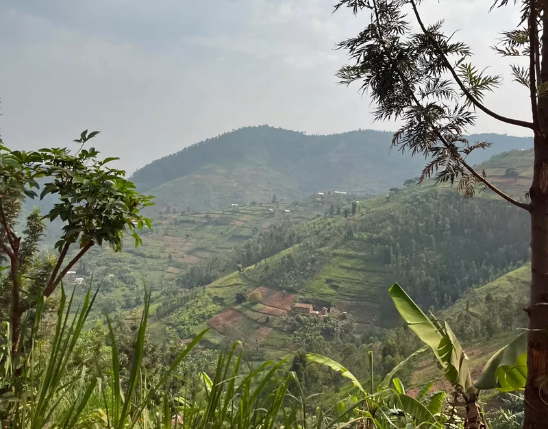 Café en grain Rwanda Mbilima - Bio - SCA 85