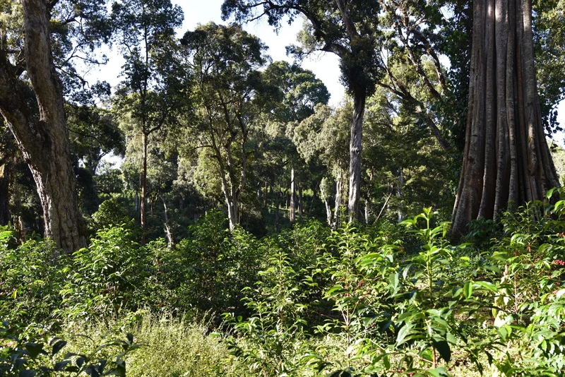 Café en grain Ethiopie ALAKA - SCA 86,50