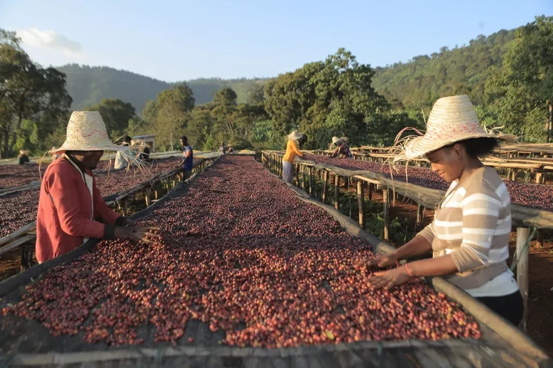 Café en grain Ethiopie CHELCHELE - SCA 86,75