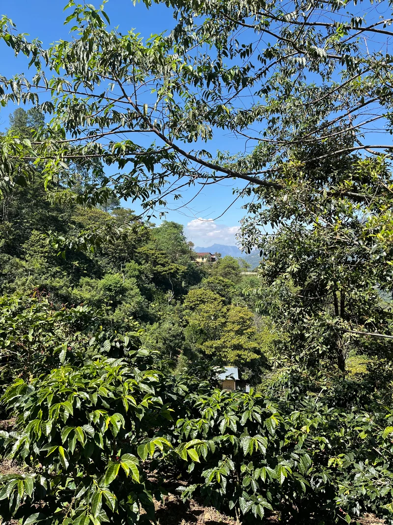 Café en grain Guatemala Quetzalito - SCA 83,5