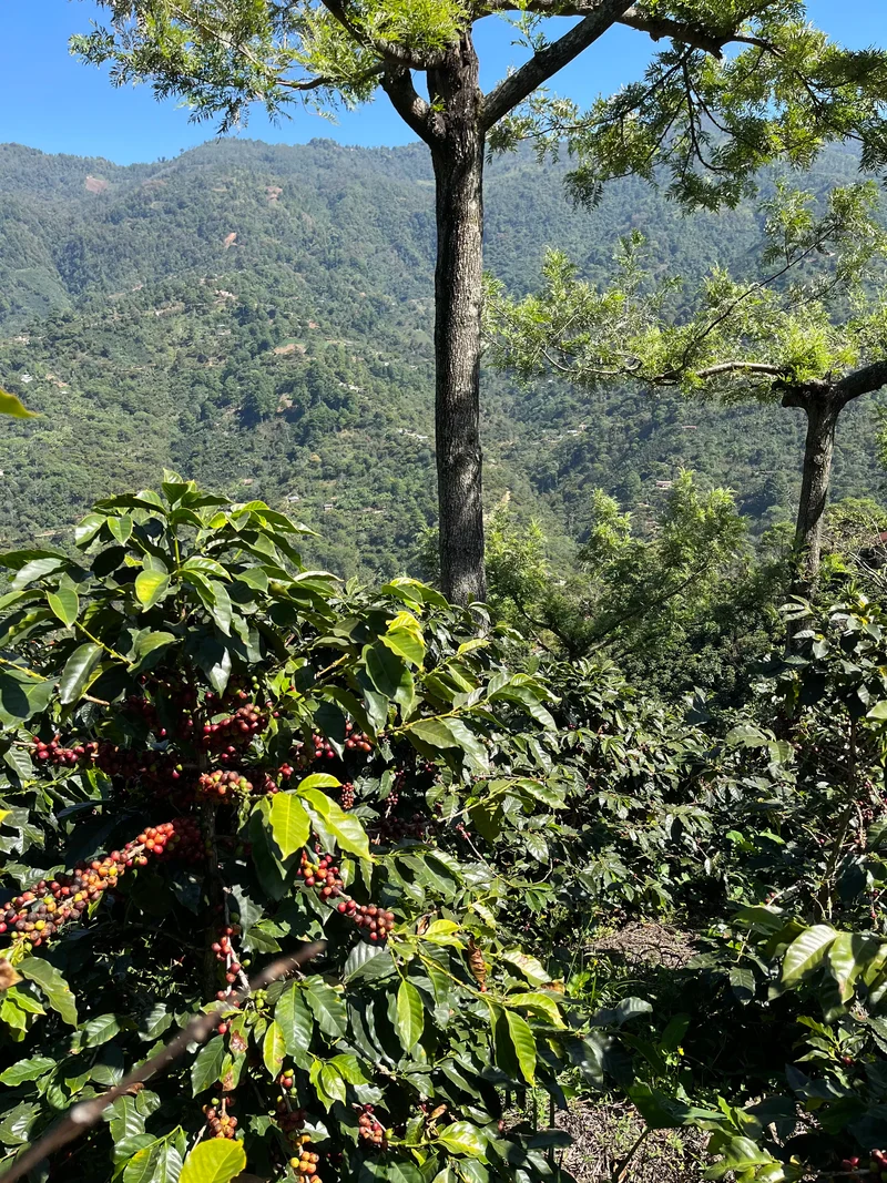 Café en grain Guatemala Quetzalito - SCA 83,5