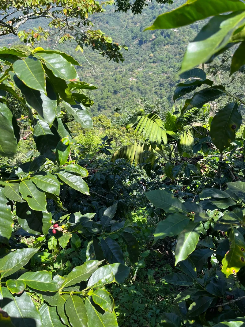 Café en grain Guatemala Quetzalito - SCA 83,5