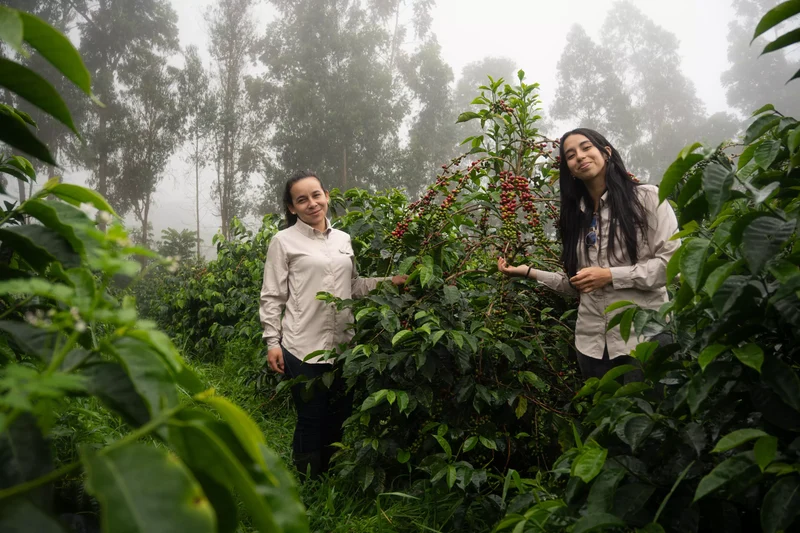 Café en grain COLOMBIE - Sudan Rume -Tequendama - SCA 87,25
