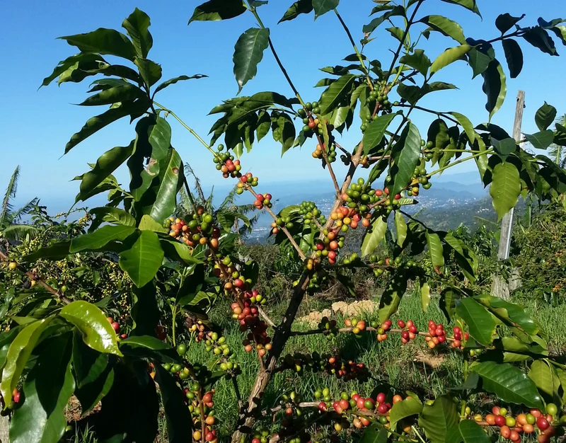 Café en grain JAMAIQUE BLUE MONTAIN St Cloud
