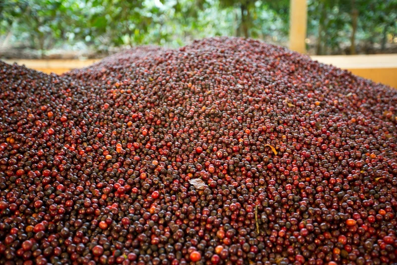 Café en grain Inde Karnataka Hybrid Robusta