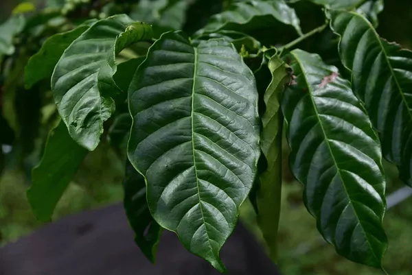 Café en grain Inde Karnataka Hybrid Robusta