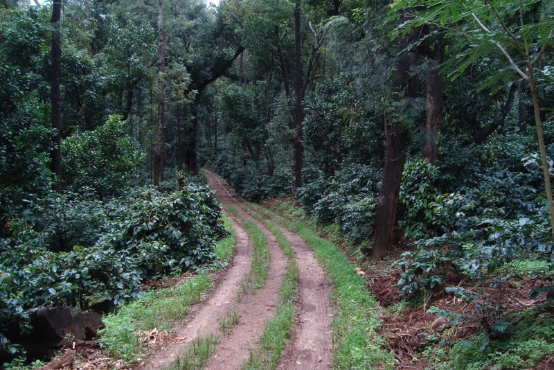 Café en grain Inde Karnataka Hybrid Robusta
