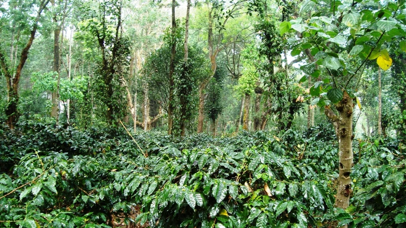 Café en grain Inde Karnataka Hybrid Robusta