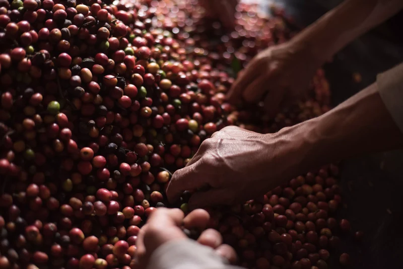 Café en grain Guatemala Geisha Tikal - SCA 86