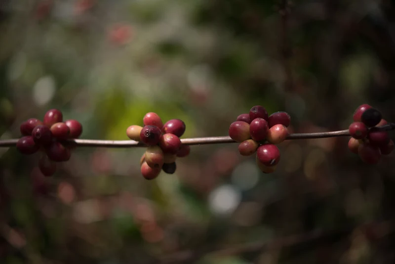 Café en grain Guatemala Geisha Tikal - SCA 86