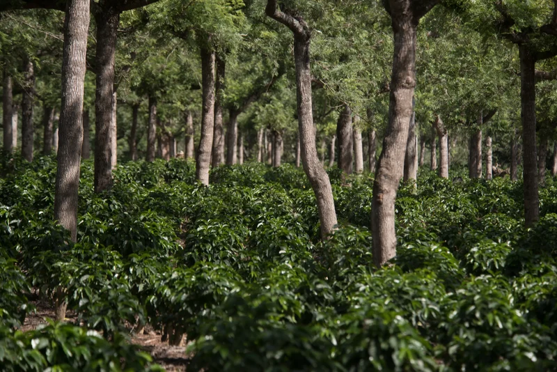 Café en grain Guatemala Geisha Tikal - SCA 86