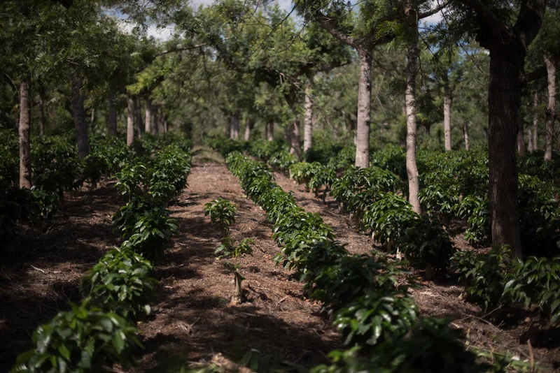 Café en grain Guatemala Geisha Tikal - SCA 86
