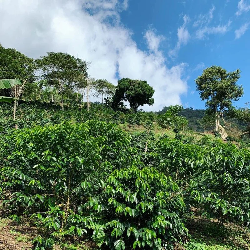 Café en grain Pérou Condor - Bio